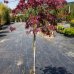 Javor dlaňolistý (Acer palmatum) ´CRIMSON QUEEN´ - výška 120-140cm, kont. C14L 